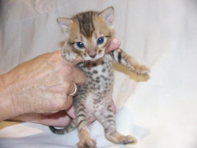 magnificent Bengal kittens