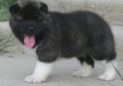 Lovely akita puppies for sale