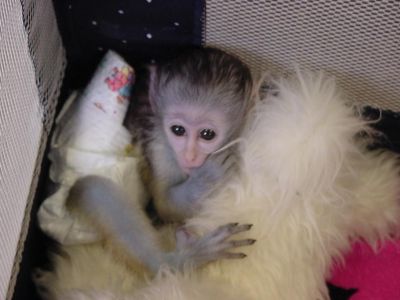 SPECIAL NEW YEAR PRICING! ! ! Adorable Baby Capuchin Monkeys
