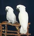 LOVELY PARROTS  FOR SALE