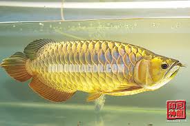 Stingray,Super Red,Red Asian Arowana,jardini Arowana,Chili Red,Golden Arowana and others For Sale.