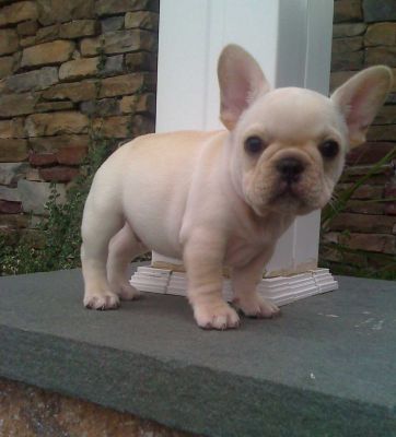Male and Female French Bulldog Puppies 