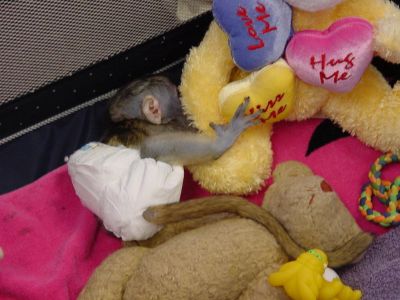 Affectionate Capuchin Monkeys For Good And Caring Home