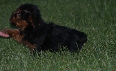 yorkie puppies in need of your home out there