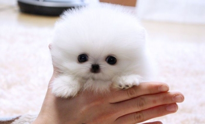 Tiny Little Paws Pomeranian for Adoption