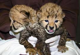 Adorable lion cubs for sell