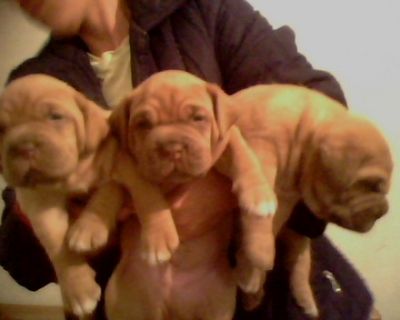 Adorable Dogue de Bordeaux Puppies
