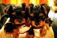  Extremely cute teacup yorkie puppies for free adoption
