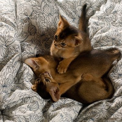 Adorable Adorable Abyssinian Kittens Available Now For Sale