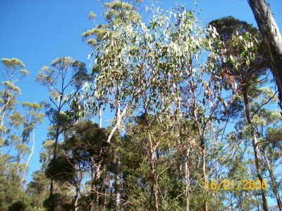 ATTENTION all woud be SQUIRES