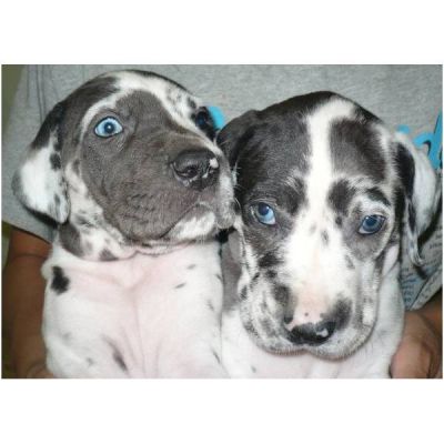 great dane puppy for sale