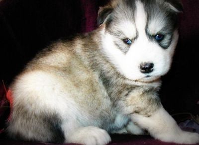 Hllo, Meet Cole & the others, 12weeks old Siberian husky