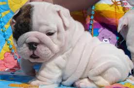 Male and Female English Bulldog Puppies For SALE