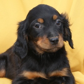 Gordon Setter Puppies For Sale
