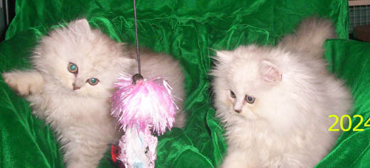 Persian Chinchilla kittens for sale