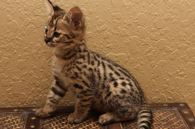 Healthy F1 Savannah kittens available for Xmas as gift