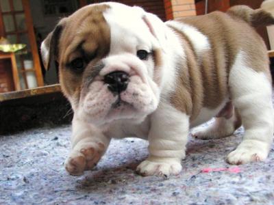 Adorable Male and Female English Bulldog Puppies For Adoption