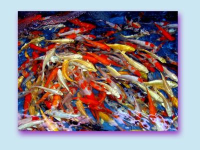 Beautiful mix color KOI fishes available in stock for sale.