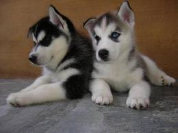 **Currently we are offering six of our Siberian Husky puppies to an ap