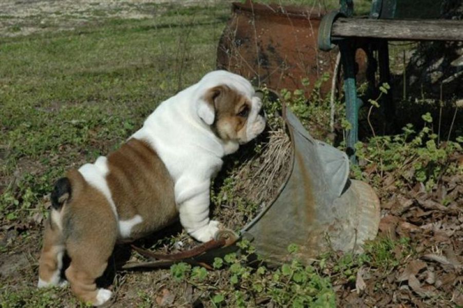 Bulldog Puppy For Sale