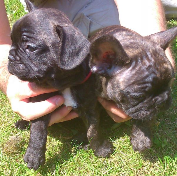 Xmas french bulldog pups for sale.