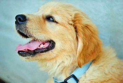 Adorable golden retriever puppy for adoption