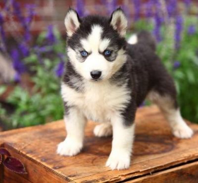 Siberian husky Puppies For X-Mass