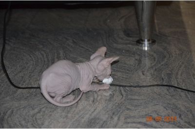 Cute male and female Sphynx kittens for adoption.