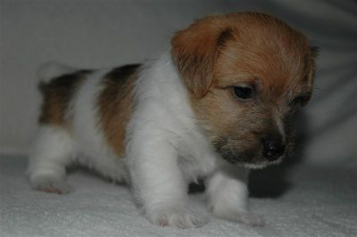 Very cute Jack Russell for sale.