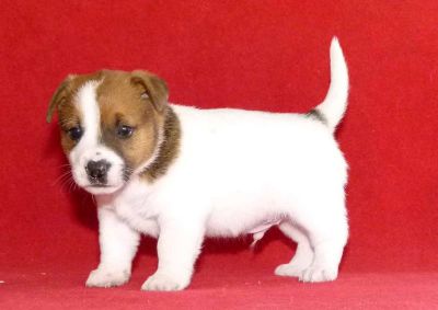 caring jack Russel puppies