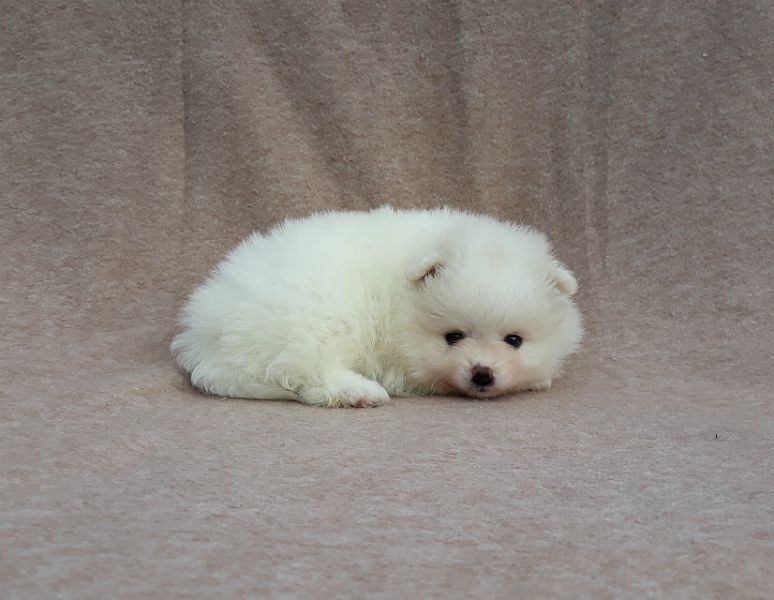 Very Fluffy Tiny White Pomeranian Puppies
