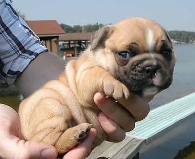cuty ,angel ENGLISH BULLDOG FOR SELL 