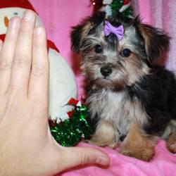 Socialize Yorkie puppies for sale.