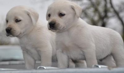 labrador puppies for adoption