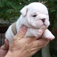 Bulldog puppies for free good home.