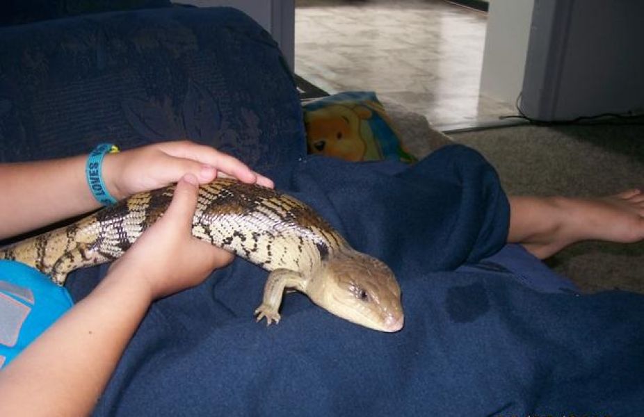Blue tongue lizard & cage