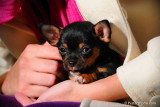 Smoothcoat Chihuahua Puppies Offers.