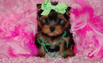 Excellent   Yorkie Puppies For Free Adoption