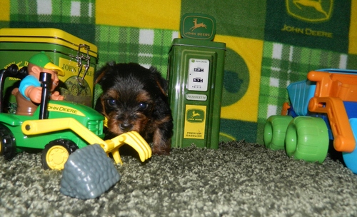 Yorkie puppies for sale (267) 989-9557