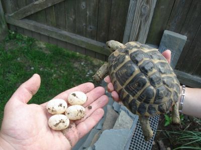 Tortoises and eggs for sale