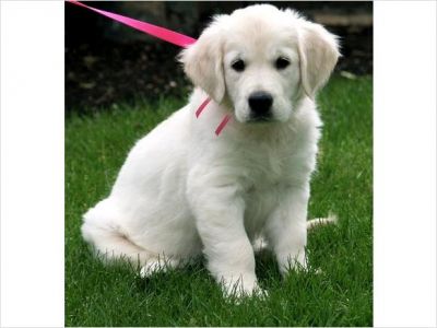 golden retiever puppy for free adoption