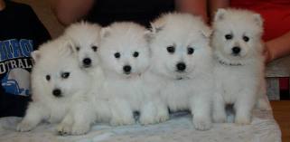 Adorable Japanese Spitz Puppies for sale