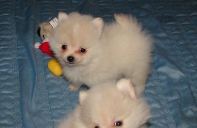 lovely Pomeranian puppies for adoption