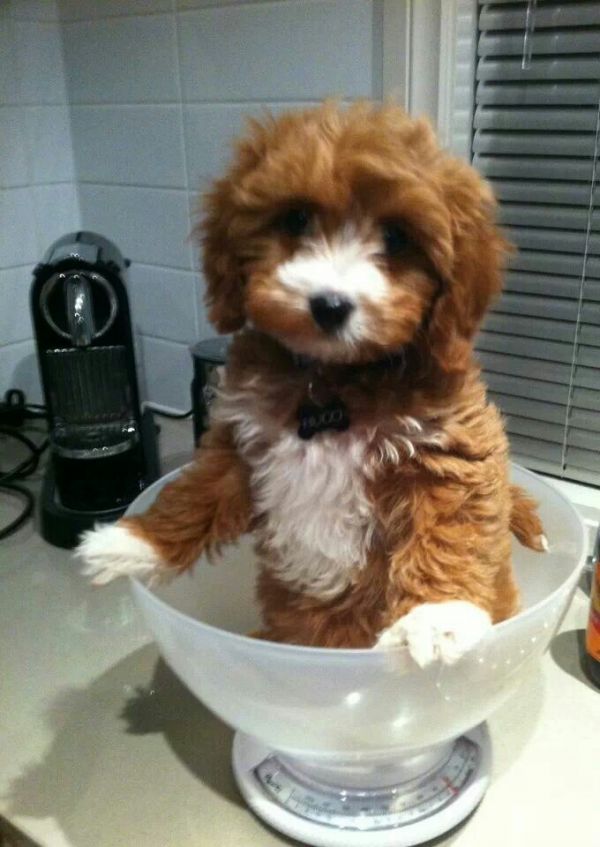 Cute Cavoodle Puppies Available Now