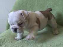 Healthy  English Bulldog Puppies Available