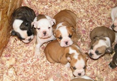 Wrinkle English Bulldog Puppies For Sale