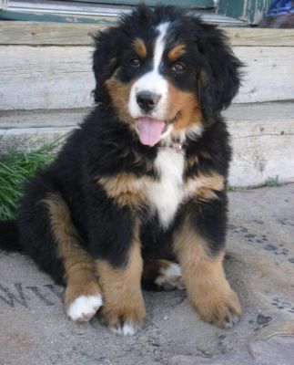 Adorable Saint Benard Puppies For Homes Now