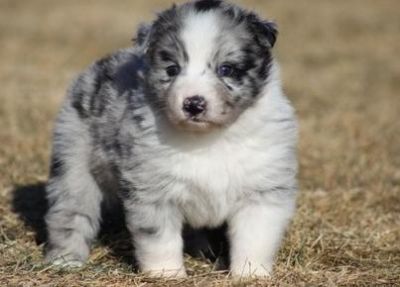 Charming Australian shepherd Puppies For Sale