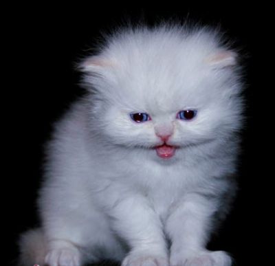 super cute munchkin kitten