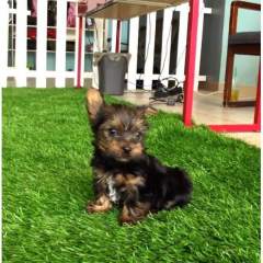 Free Male and Female Teacup Yorkie Puppies For Free Adoption